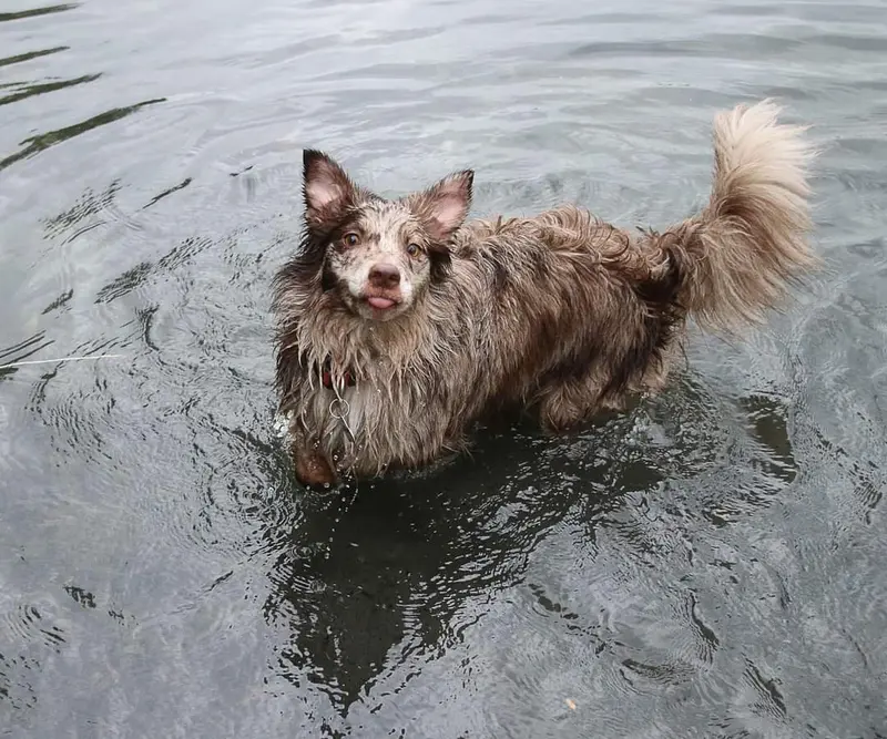 Stormy Hill's little Coco