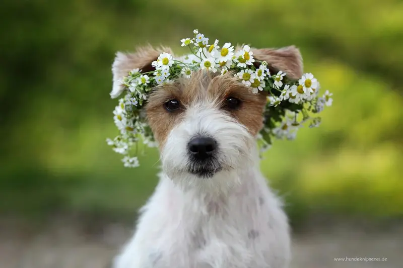 Jack Russell Terrier von der Bramau main gallery image