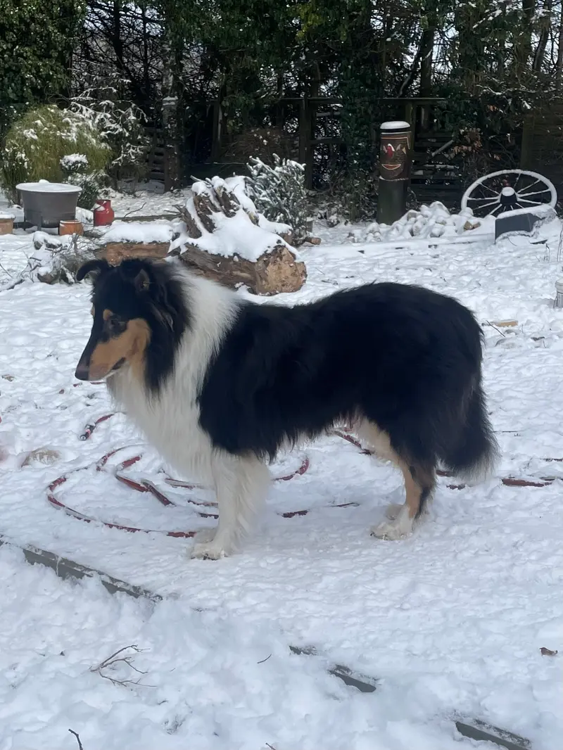 Blue Meadow’s Rose from Carter Collies