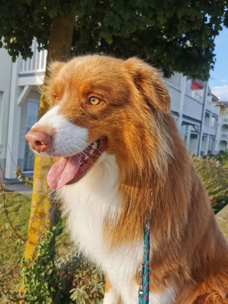 Pebbles von den Ottgers 