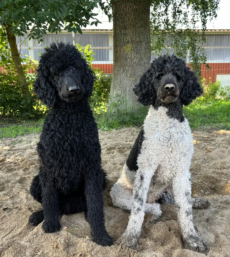 Großpudel (Königspudel) Charakter & Wesen: Passt die Rasse zu dir?