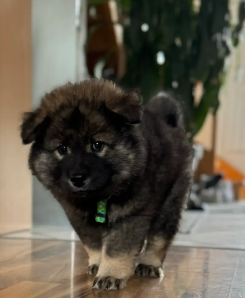 Balou
