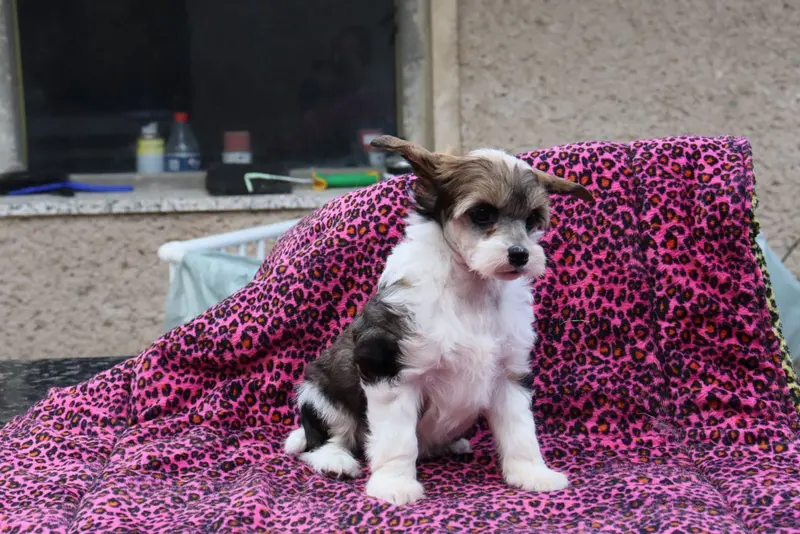 Chinese Crested Welpen main gallery image