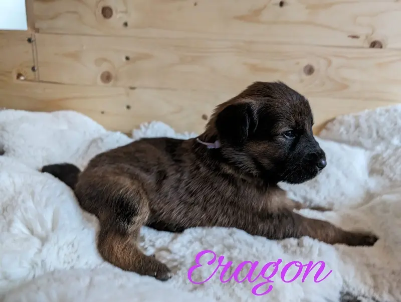 Eragon