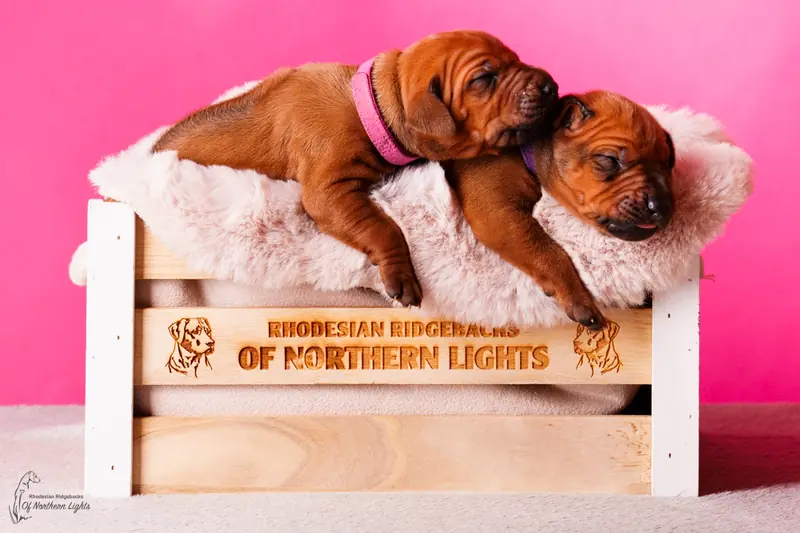 Frau Pink – Rhodesian Ridgeback Puppy