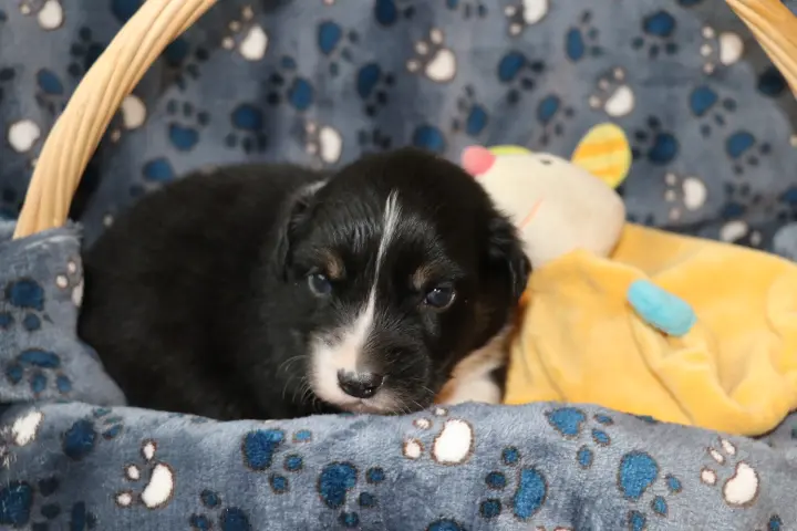 Zdjęcie miotu: Puppy