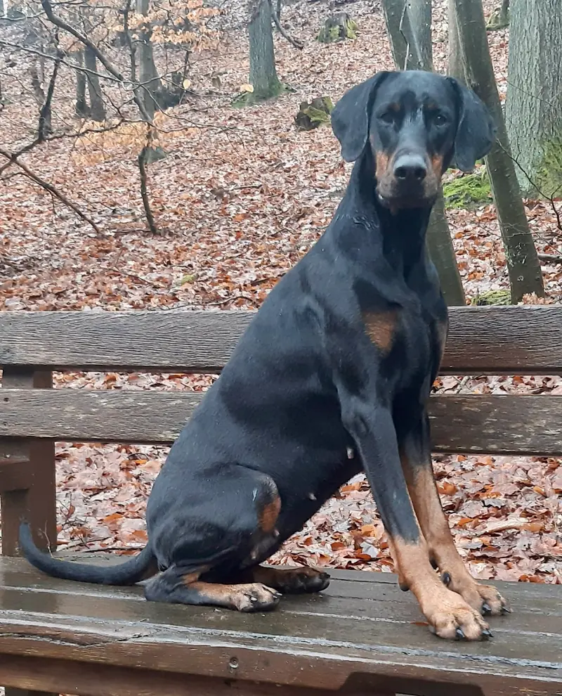 Lady von der Sickingerburg