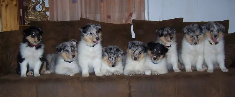 Collies of Amarsis main gallery image