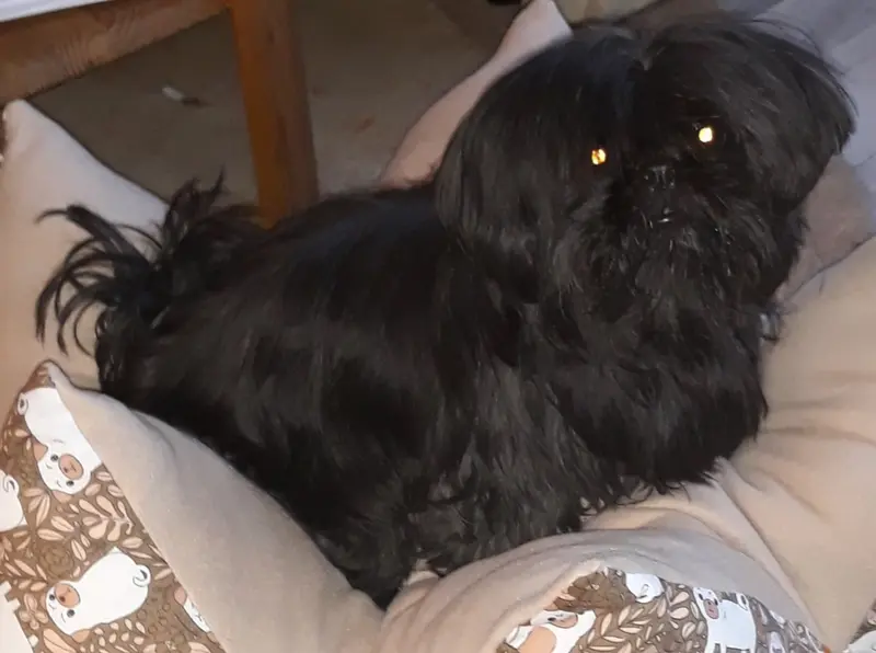 Mia