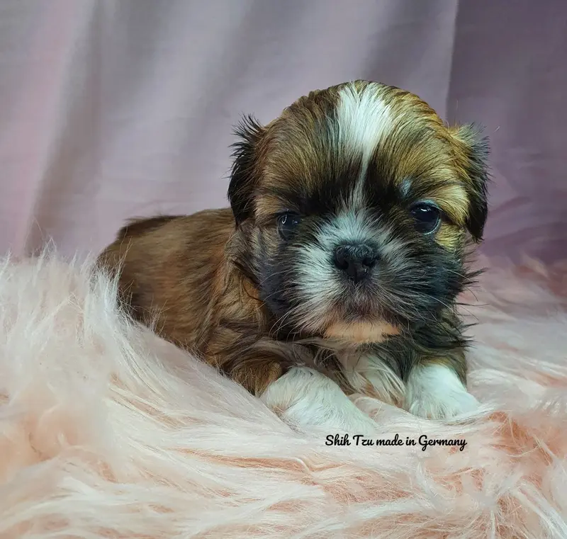 Reinrassige Shih Tzu Welpen main gallery image