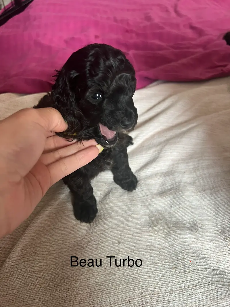 Beau Turbo