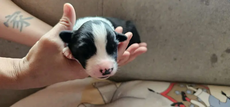 Australian Shepherd Welpen ab anfang Oktober – Australian Shepherd Welpe