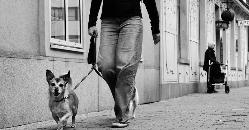 Dog License Germany: Bremen Rules & Costs 2026