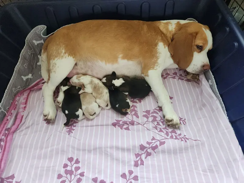 Beaglewelpen mit Ahnentafel main gallery image