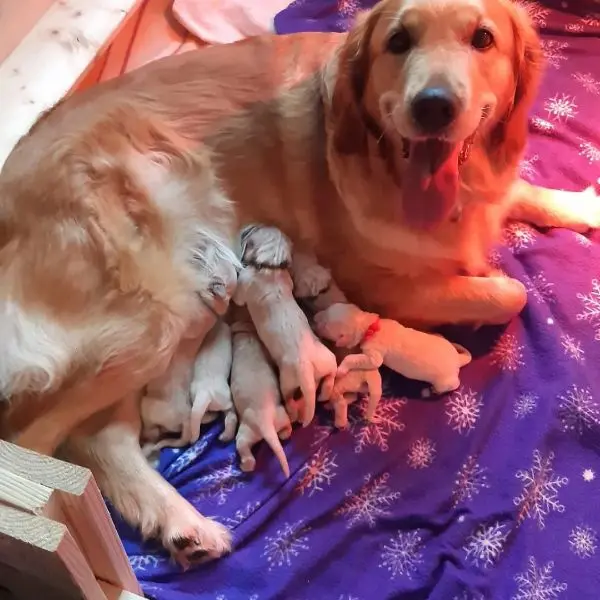 Batın fotoğrafı: Puppy