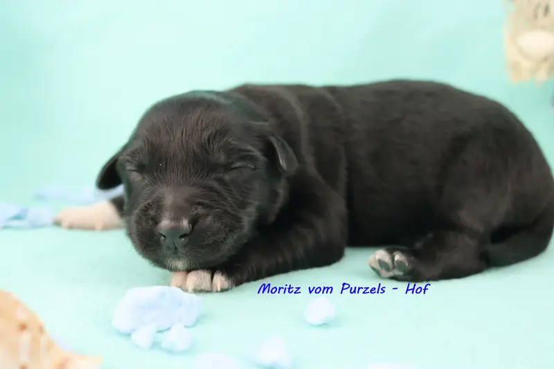 Moritz