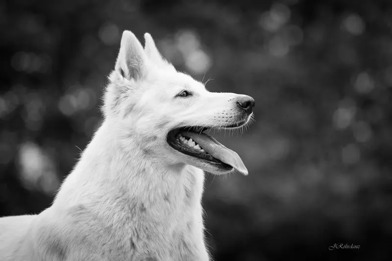 Nuri Lups p`tit Loups DÀmour