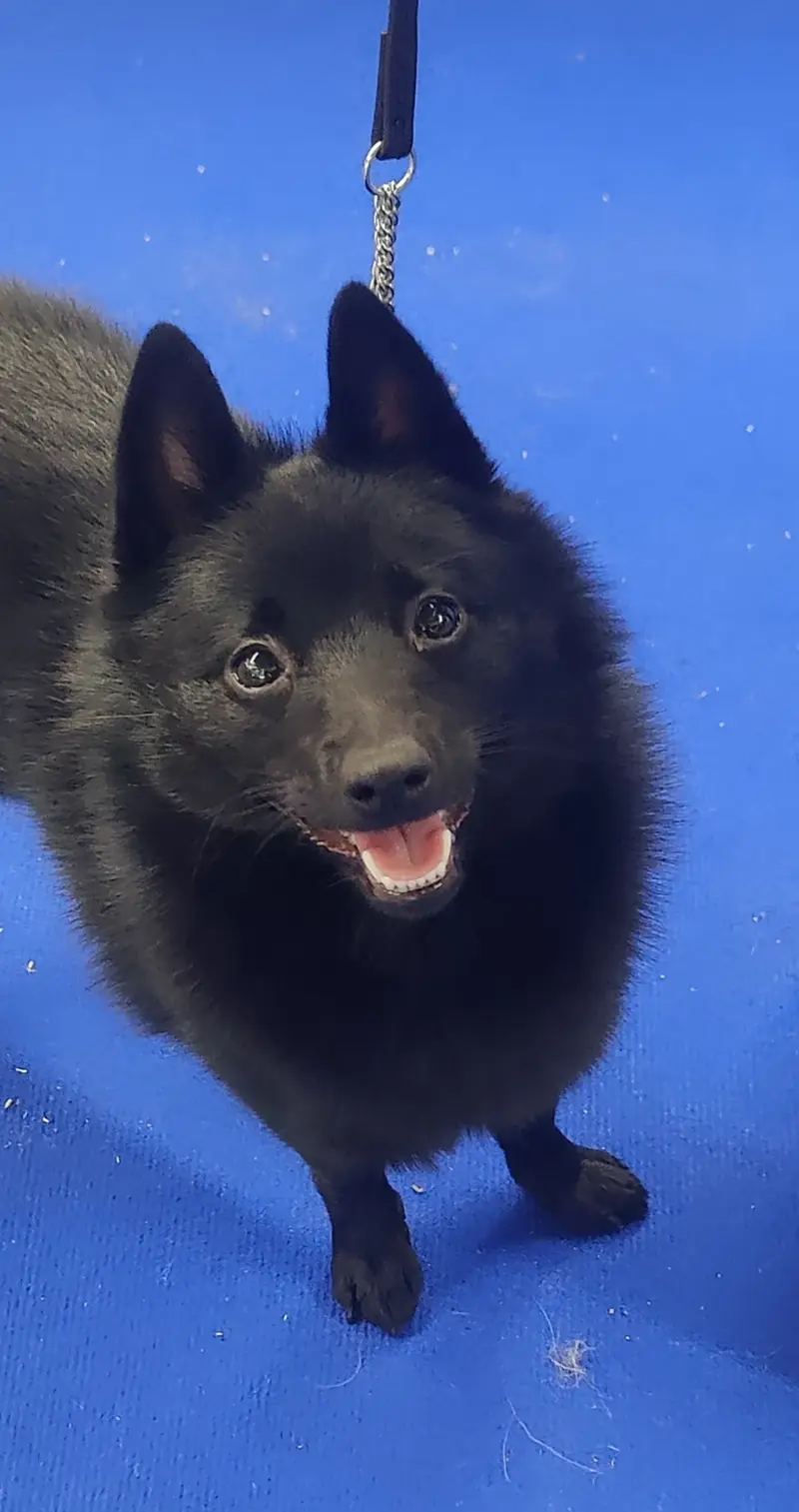 Black Star Schipperkes A Tribute 
