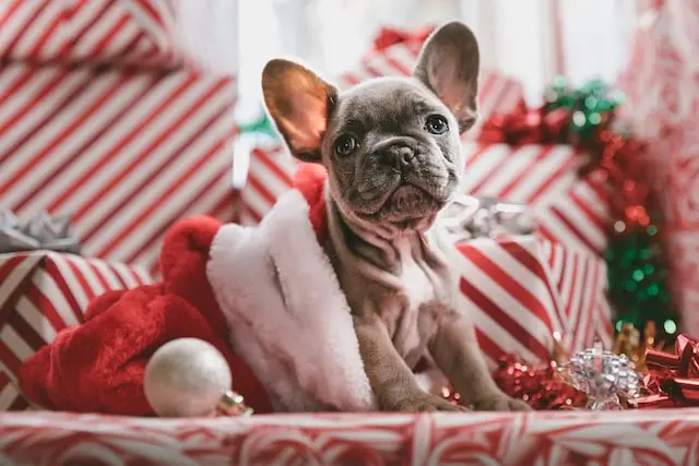Warum ein Welpe als Geschenk keine gute Idee ist - und wann es vielleicht doch passt