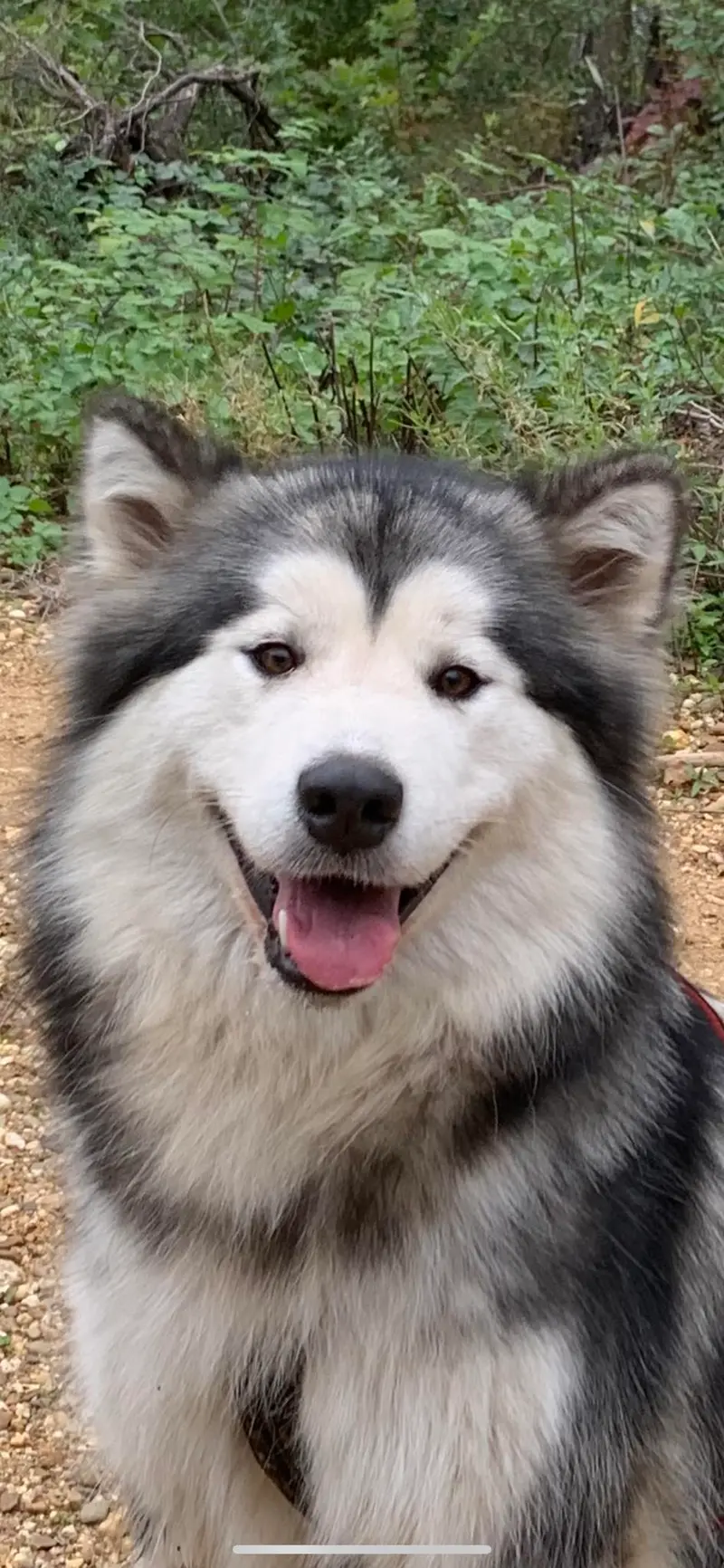 Warndtdogs Memorys of Black Claw Tikaani