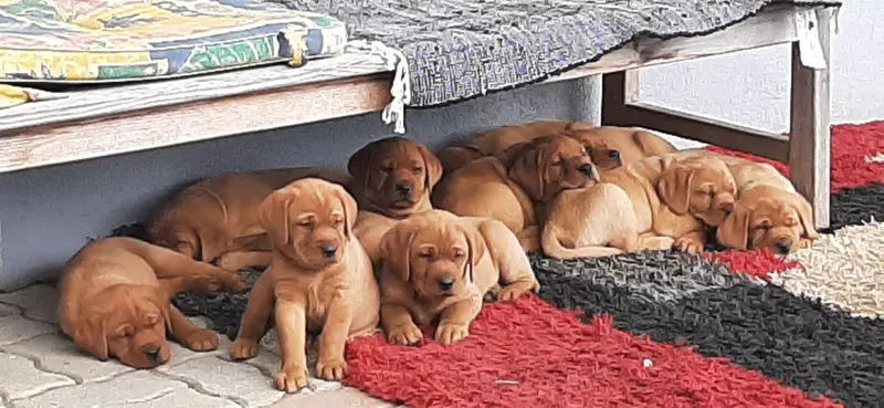 Litter photo: Puppy
