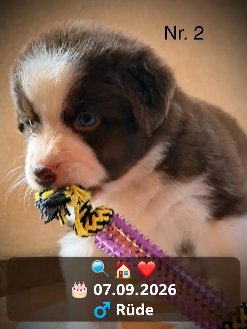 Štěně Australian Shepherd