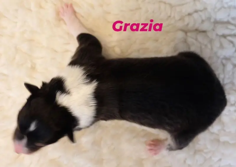 Grazia von der Brettachwiese