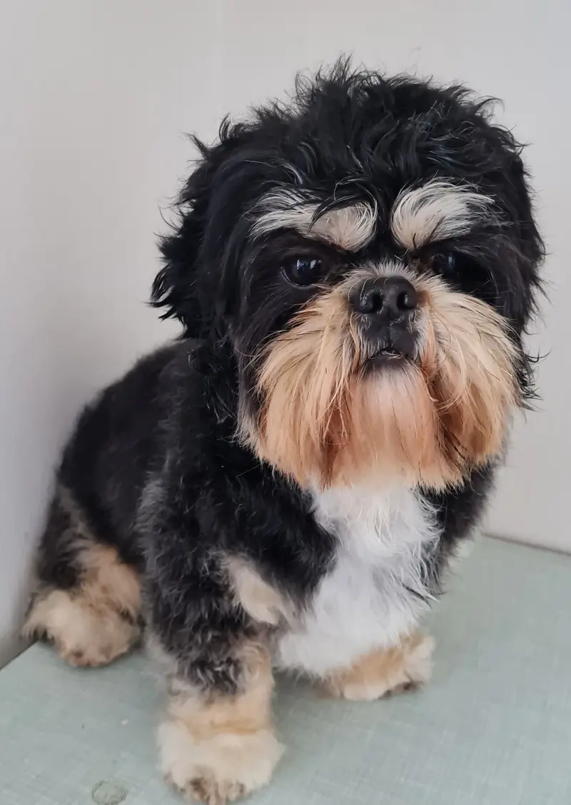 Yakari Shihtzu Made in Germany