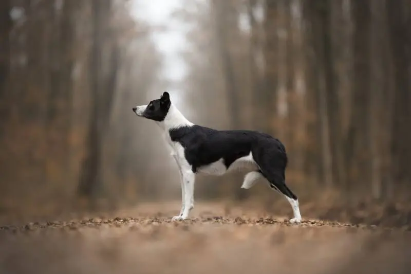 Wingardium Leviosa of Krayenburg – Border Collie