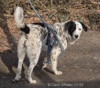 Pepita main gallery image