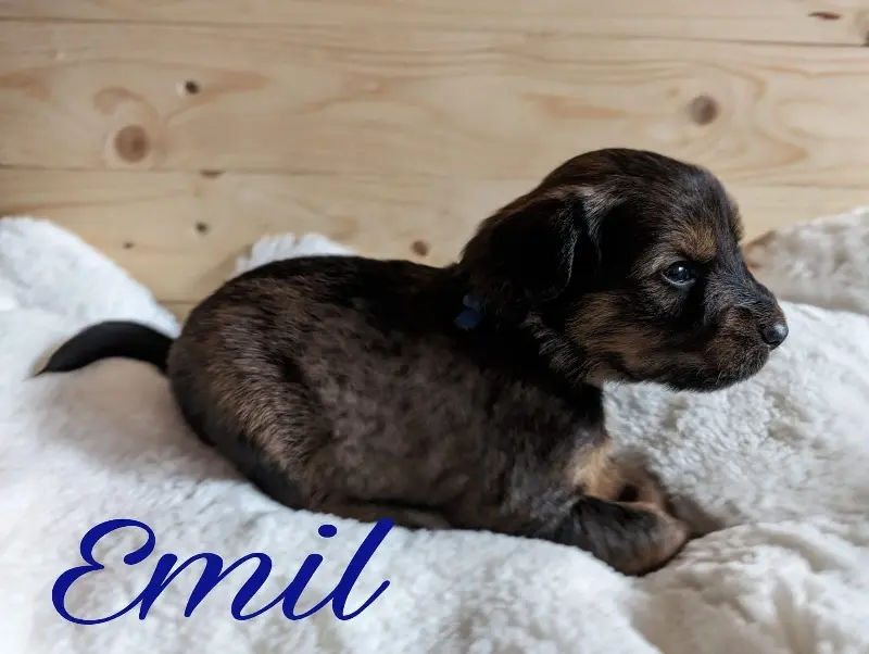 Emil