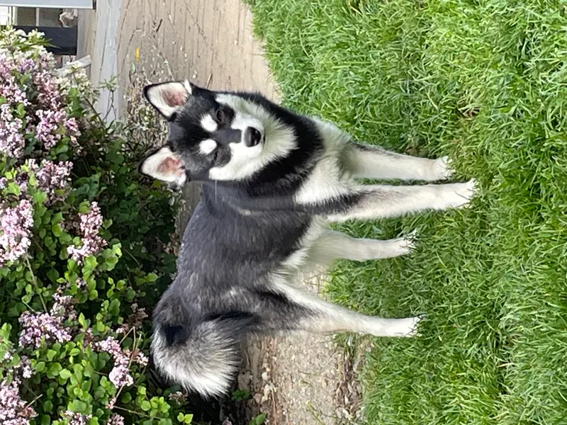 Loki