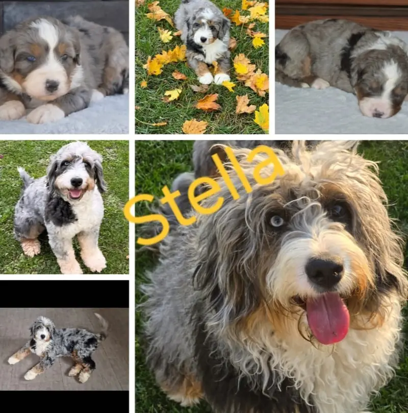 Stella