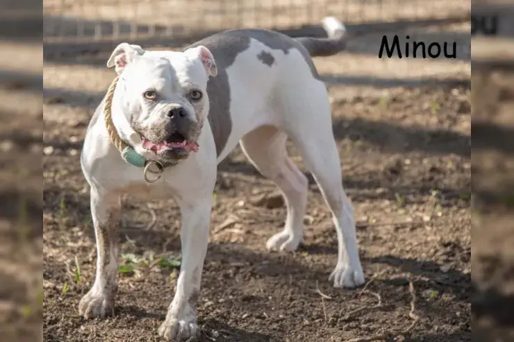 Minou main gallery image