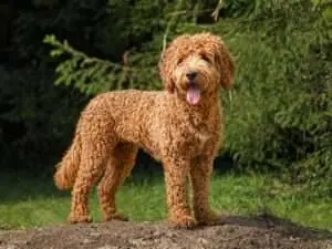 Campino