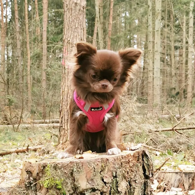 Hollywood Bambi vom Kleinen Haff
