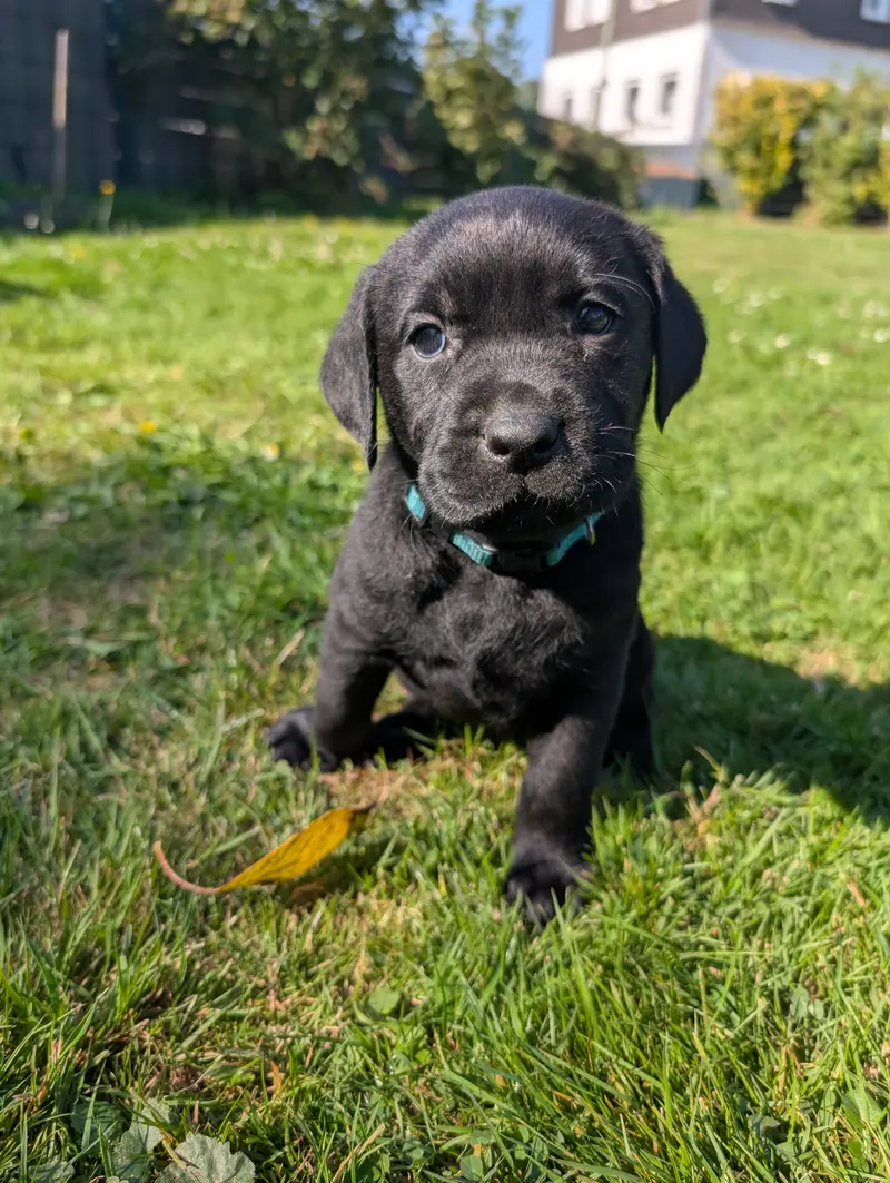 Anja