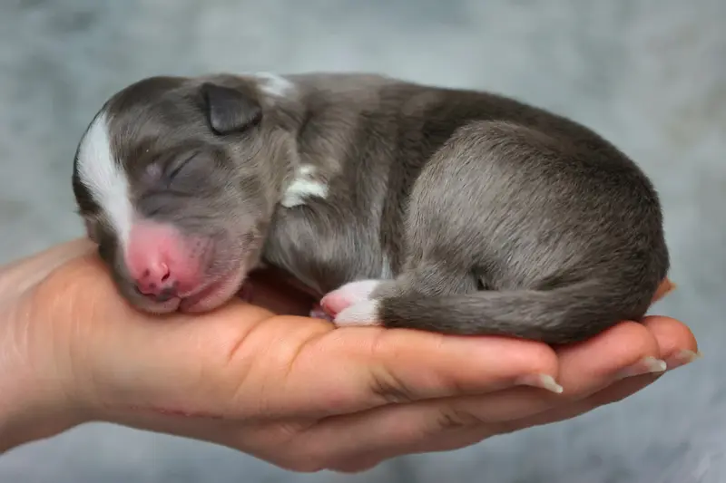 Puppy