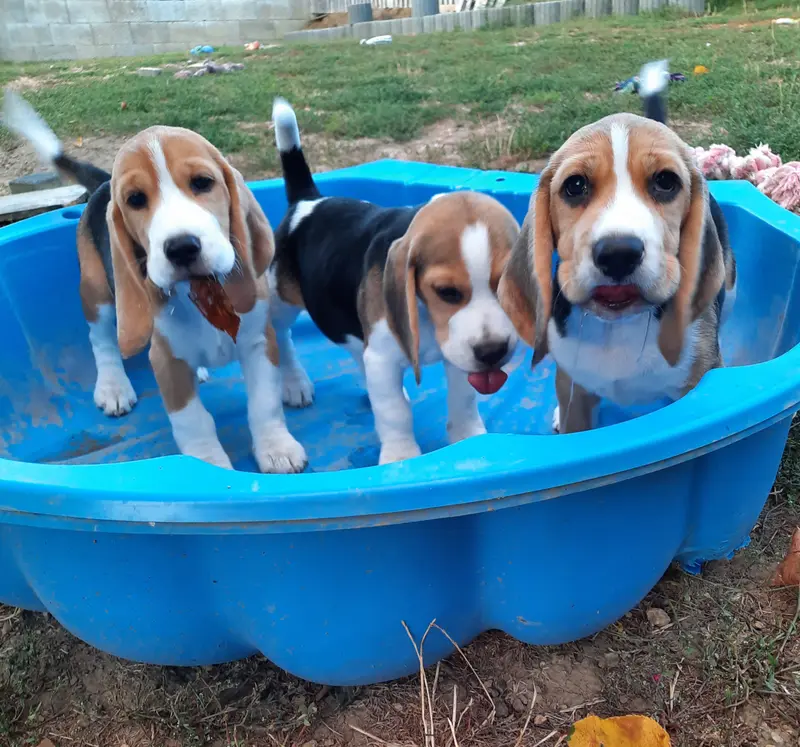 Beagle vom Liebensteiner Schloss main gallery image