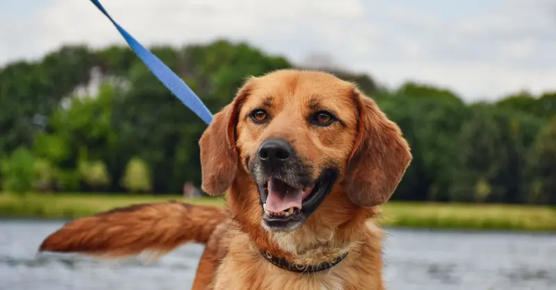 Cani pericolosi ad Amburgo: leggi e tasse 2026