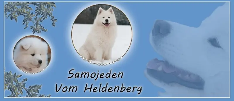 Samojeden Vom Heldenberg main gallery image