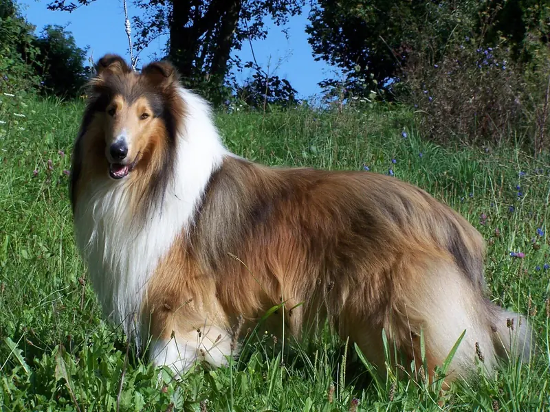 Blue-merle Rüde 2 main gallery image