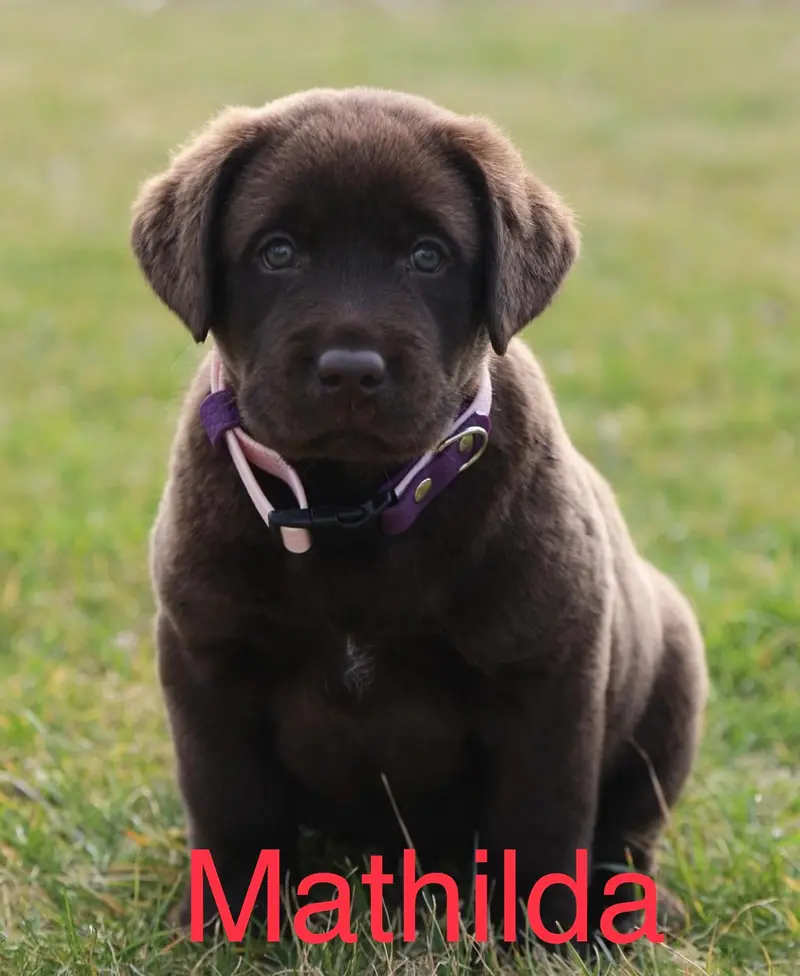 Mathilda