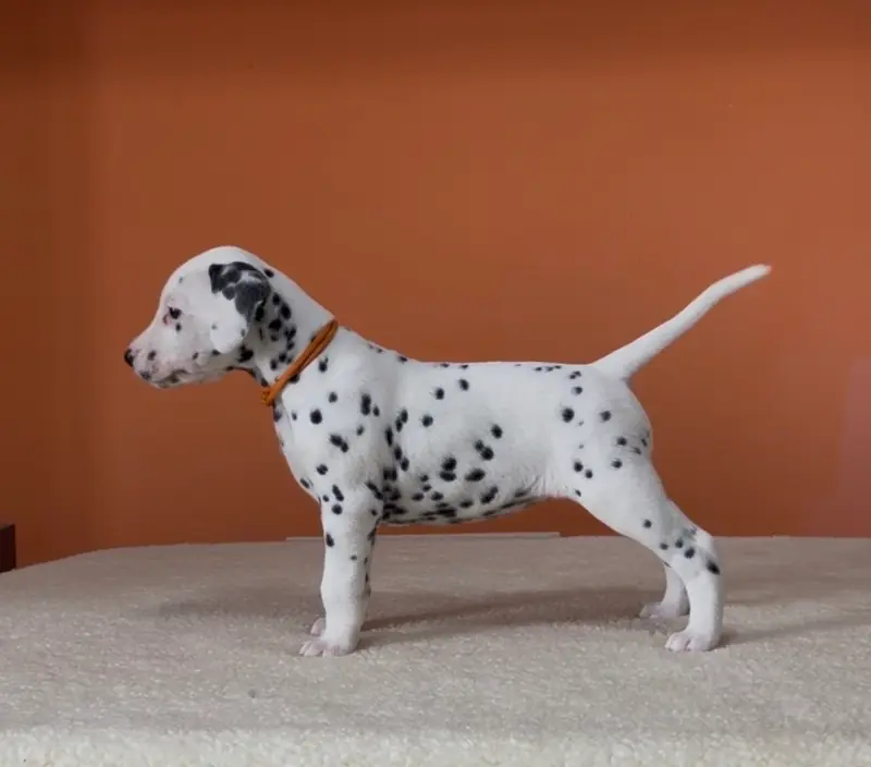 Dalmatrix Falling Star – Dalmatiner Puppy