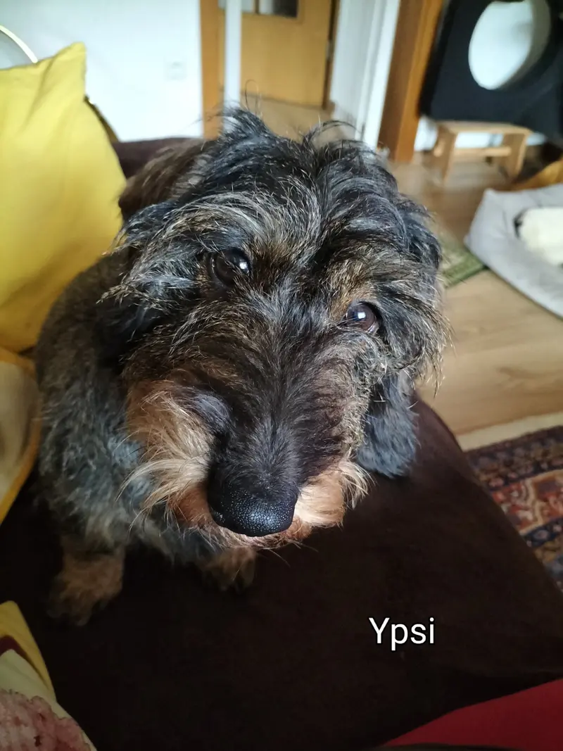 Ypsi od Vevody Huberta
