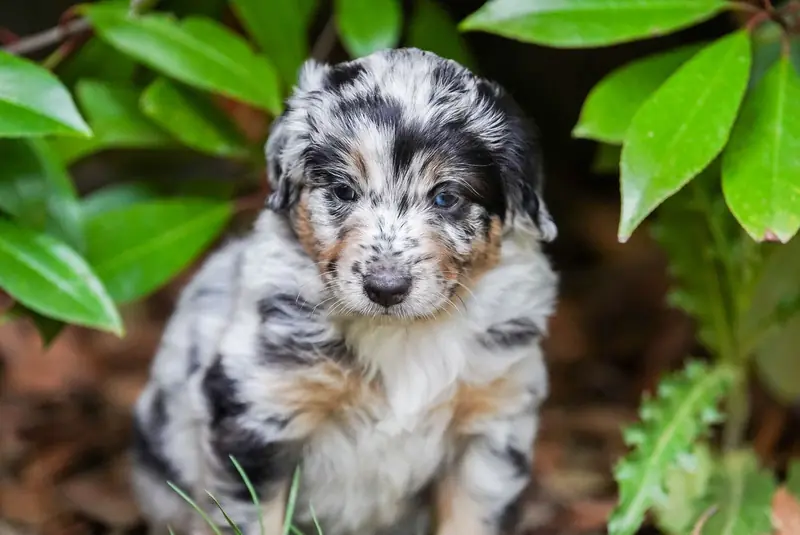 Unsere kleinen Mini Australian Shepherd Herzensbrecher suchen noch ihr perfektes Zuhause main gallery image
