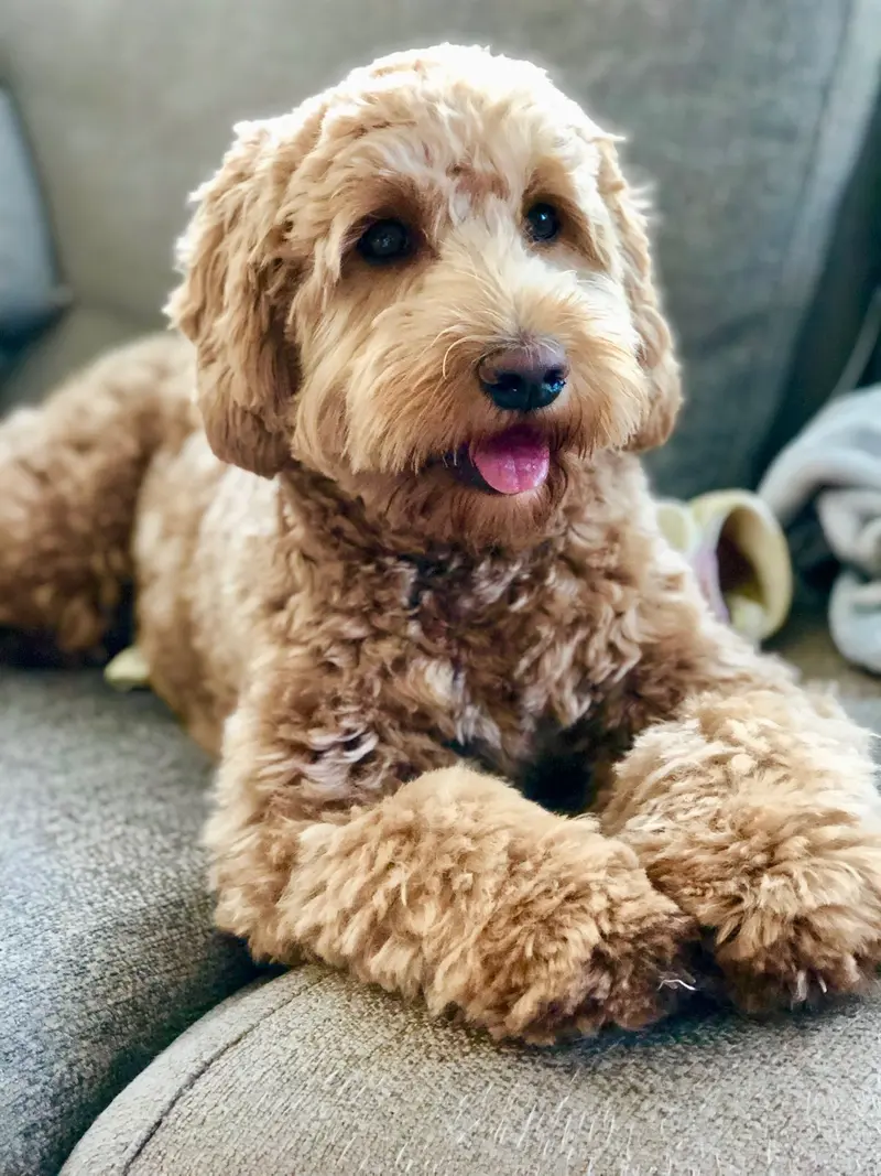 Zaya