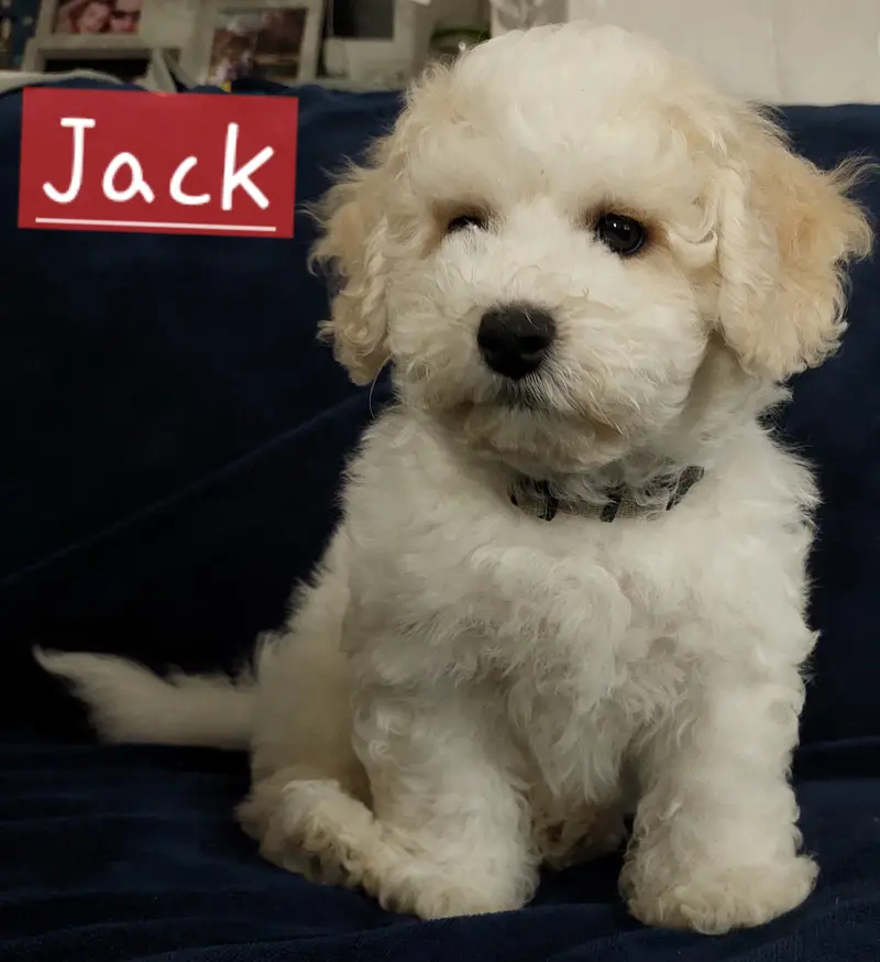 Jack