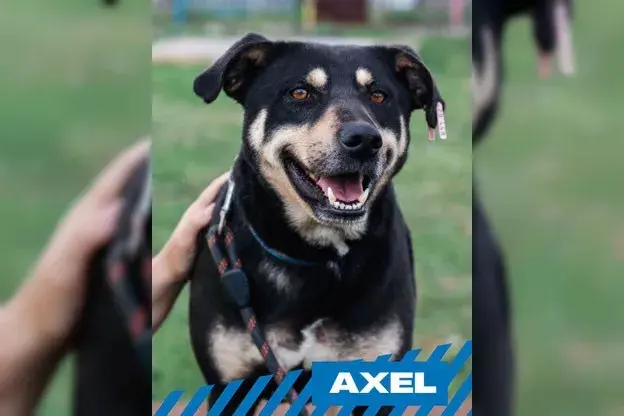 Axel main gallery image