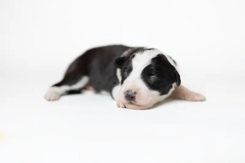 Anoki of Krayenburg – Border Collie hvalp